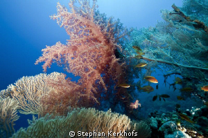 fan coral at Ras Ghozlani. by Stephan Kerkhofs 
